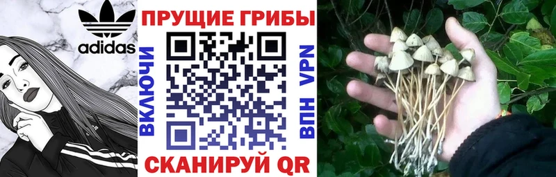 сайты даркнета какой сайт  где продают   Куса  Галлюциногенные грибы Psilocybe 